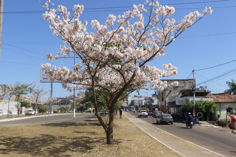 MARABÁ: Florada dos Ipês dão atrativo especial a época do ano | Folha do  Bico